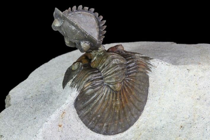 Scabriscutellum & Hollardops Trilobite - Ofaten, Morocco #108783